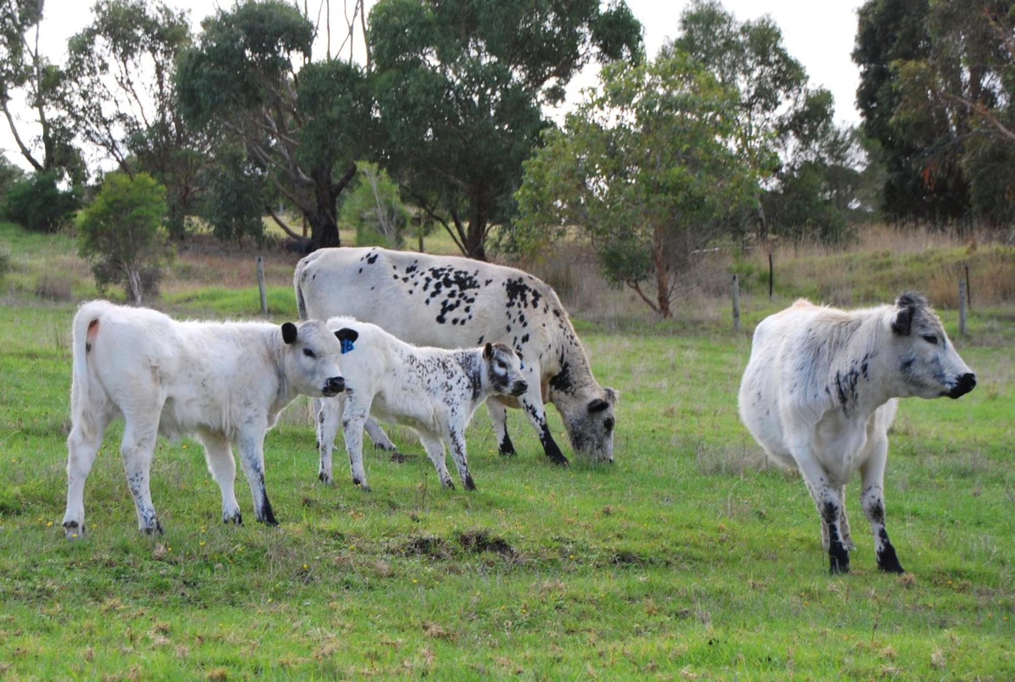 Back Valley Farmstay Bed And Breakfast Victor Harbor Extérieur photo