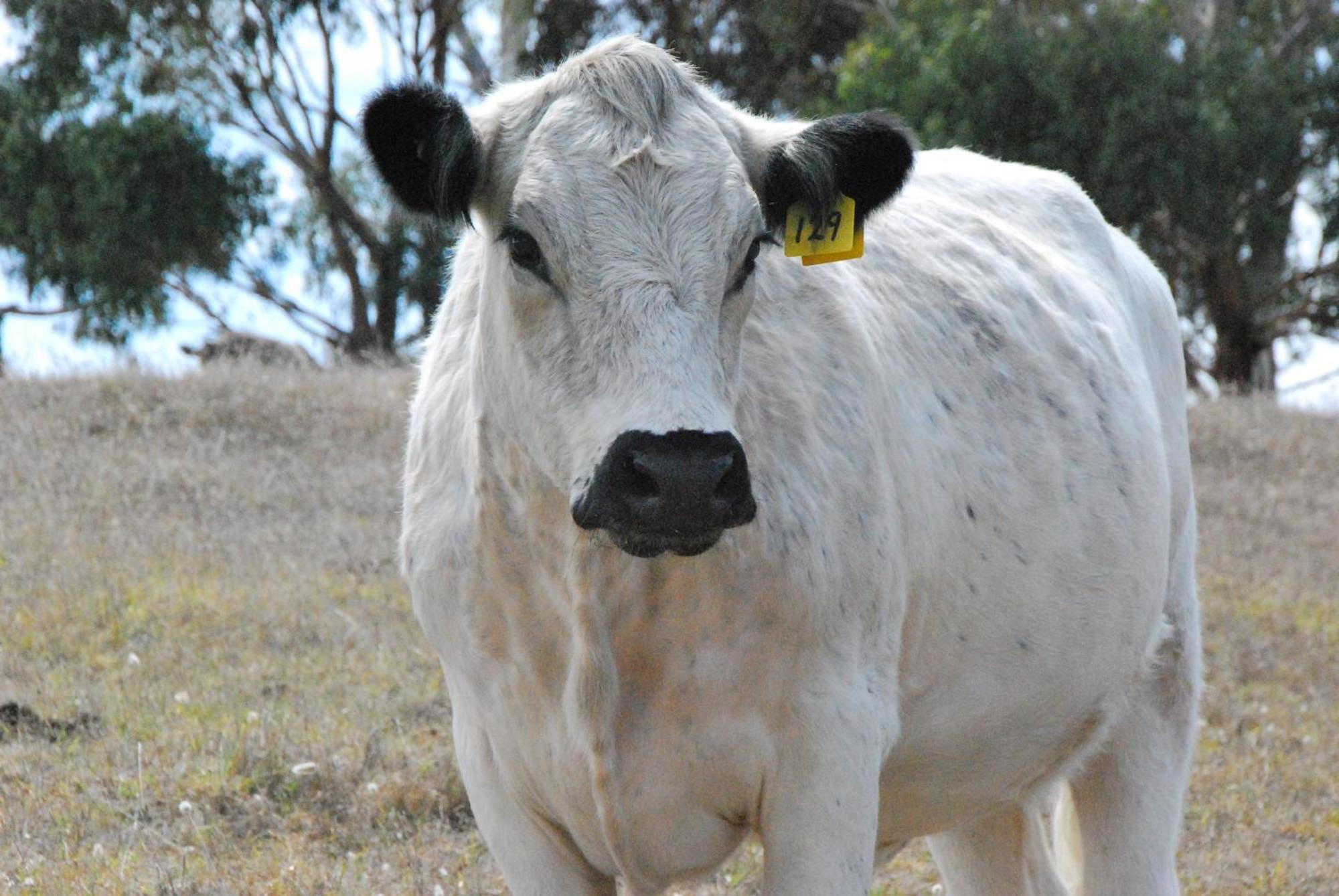 Back Valley Farmstay Bed And Breakfast Victor Harbor Extérieur photo