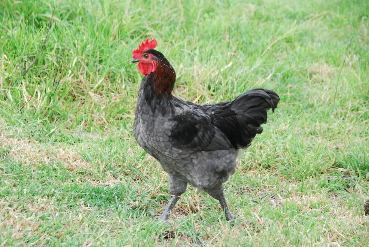 Back Valley Farmstay Bed And Breakfast Victor Harbor Extérieur photo