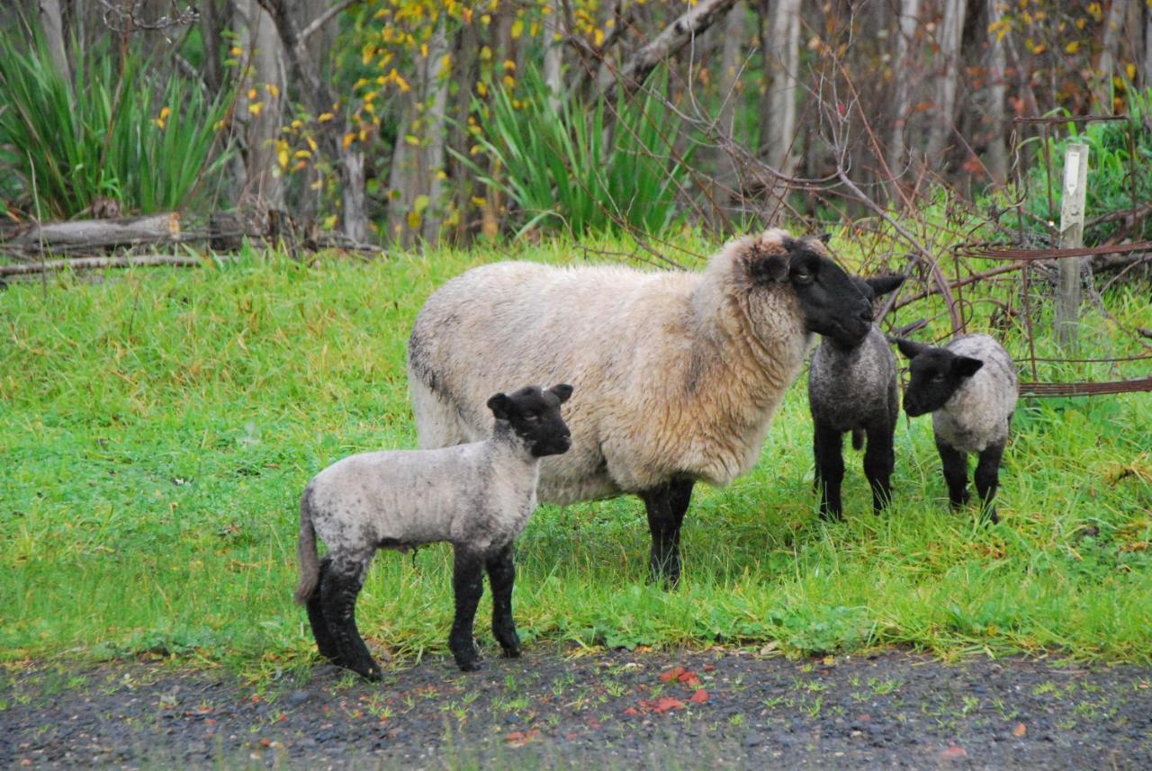 Back Valley Farmstay Bed And Breakfast Victor Harbor Extérieur photo